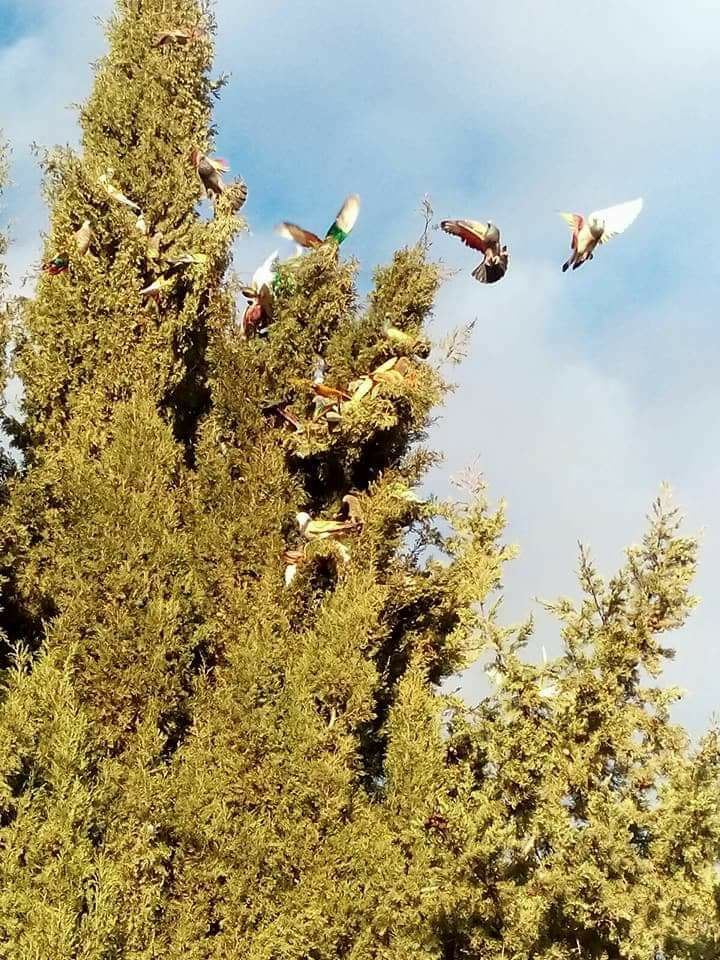 palomos 2018