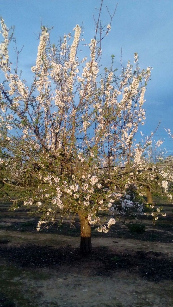 almendros