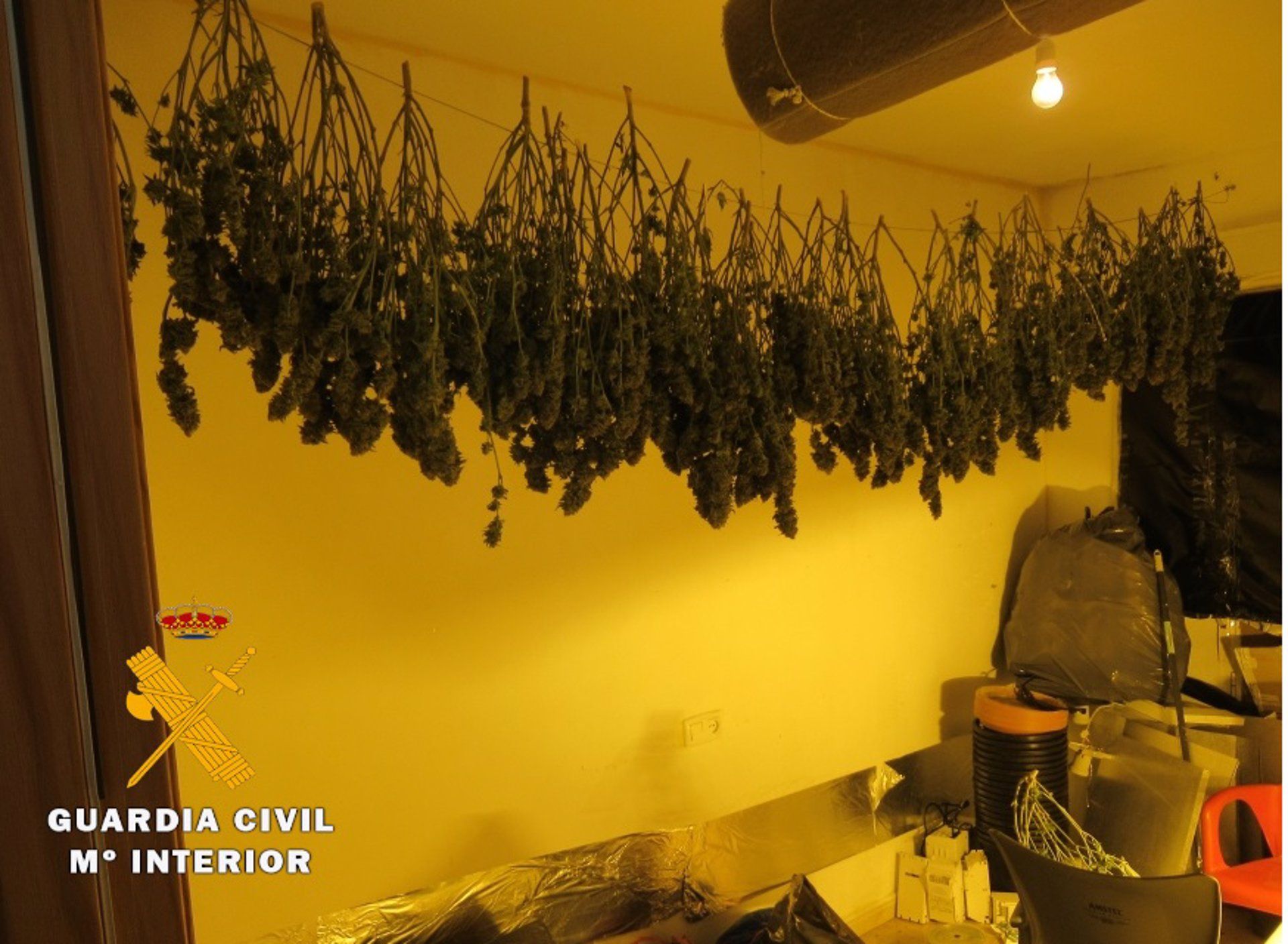 marihuana marzo 2021