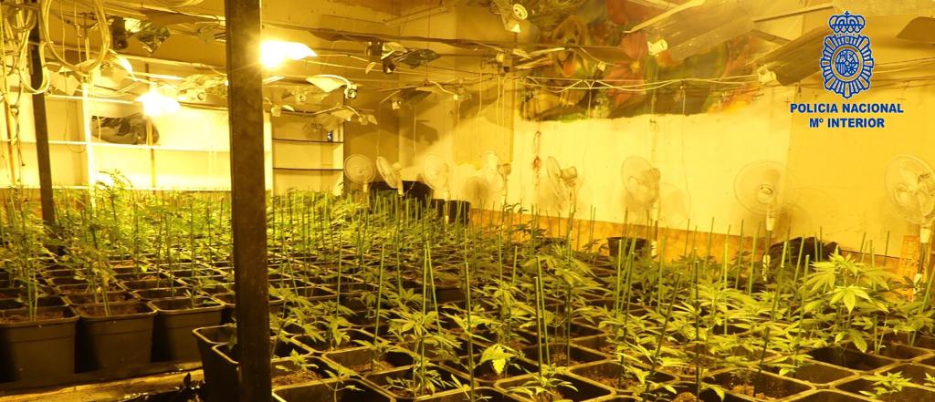 marihuana mayo 2020