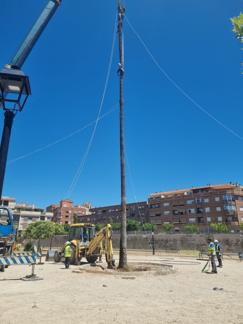 palmera nueva ubicación junio 2022