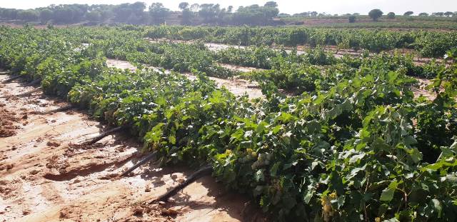 viñedos 2019